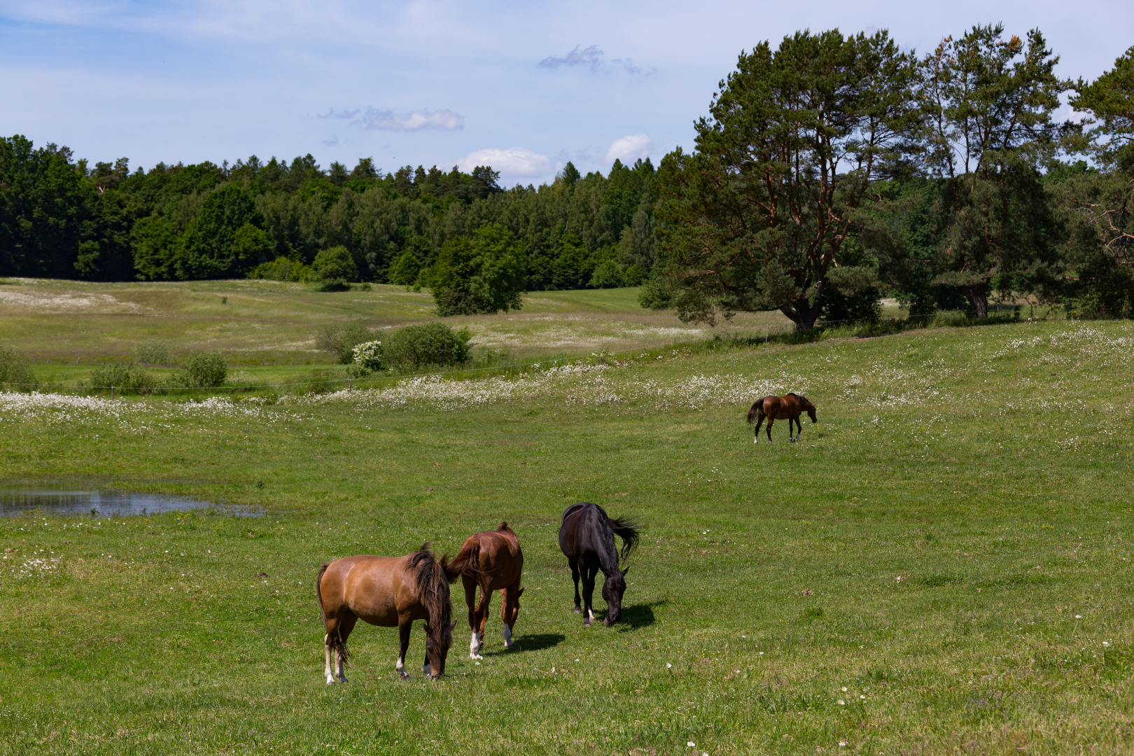 Masurische Landschaft
